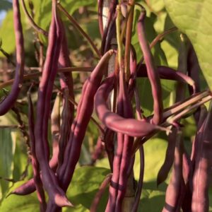 Trionfo Violetto Pole Bean