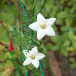 Cyprus Vine - White