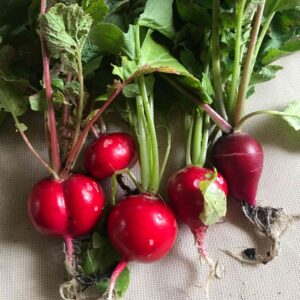early scarlet globe radish harvested fresh