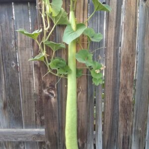 Bottle Gourd Italian Extra Long
