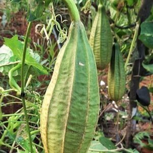 fat short ridge gourd fruit hanging on vine