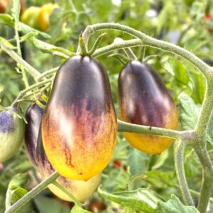 Indigo Kumquat Tomato