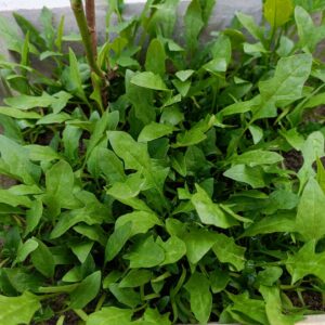Hill Spinach (Pahadi Palak)