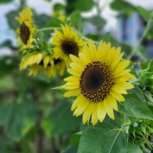 Lemon Queen Sunflower