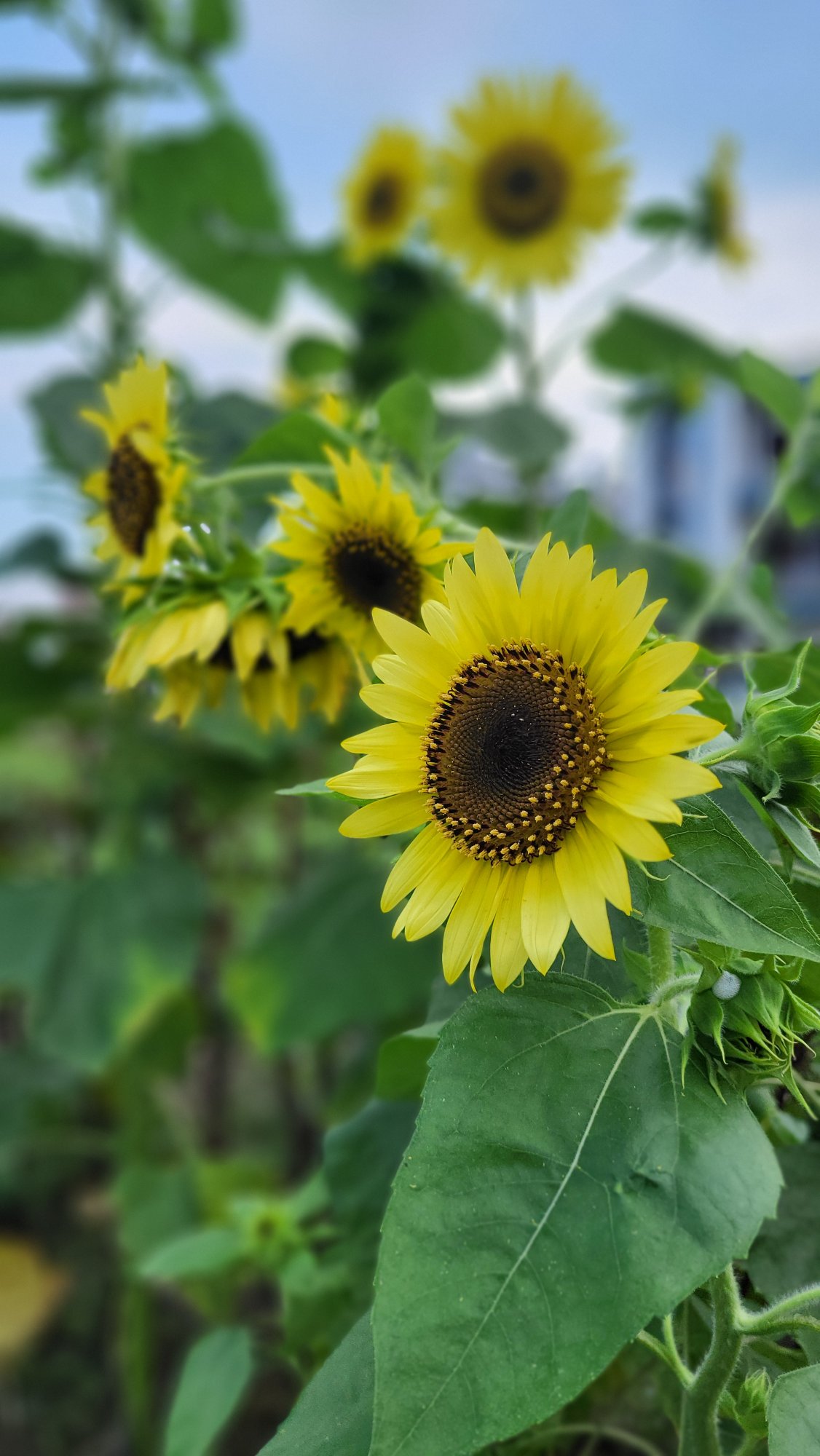 Lemon Queen Sunflower