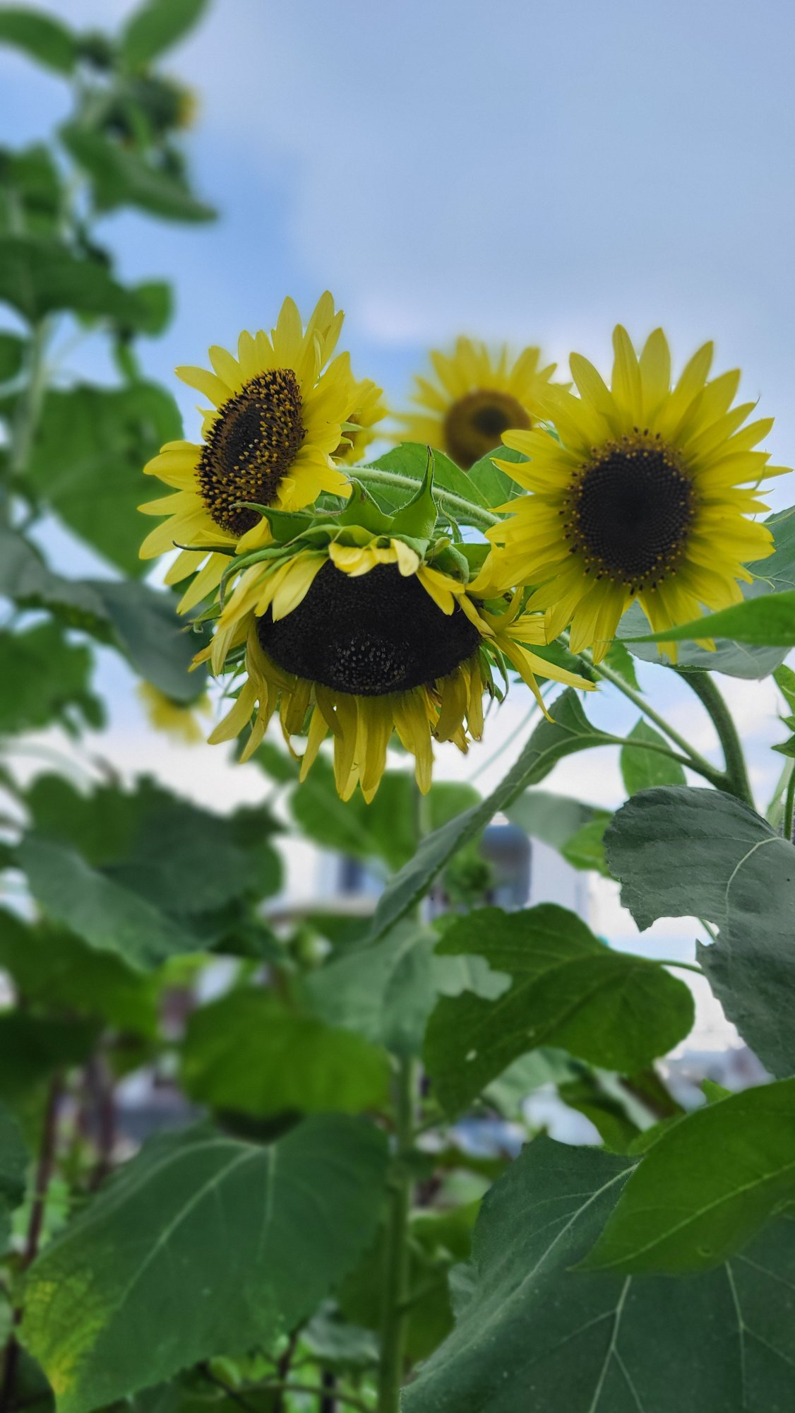 Lemon Queen Sunflower - Image 3