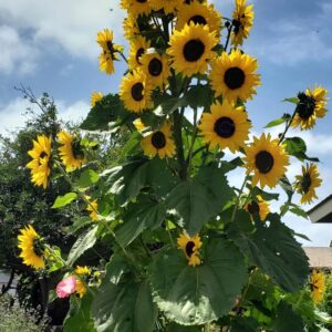 bumper flowers heads on lemon queen sunflower plant