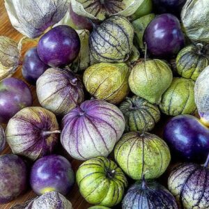 purple tomatillo harvested