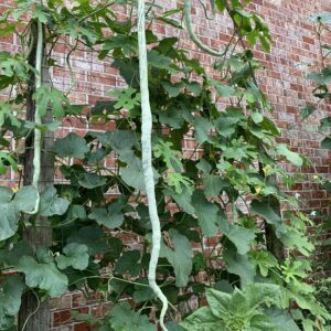 super long snake gourd hanging on the vine against the wall