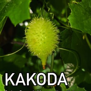 spiny gourd seeds product image