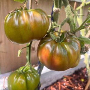Black Krim Tomato