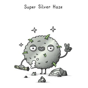 super silver haze strain mountain top seed bank