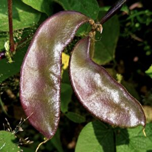 Purple Elephant Ear Beans