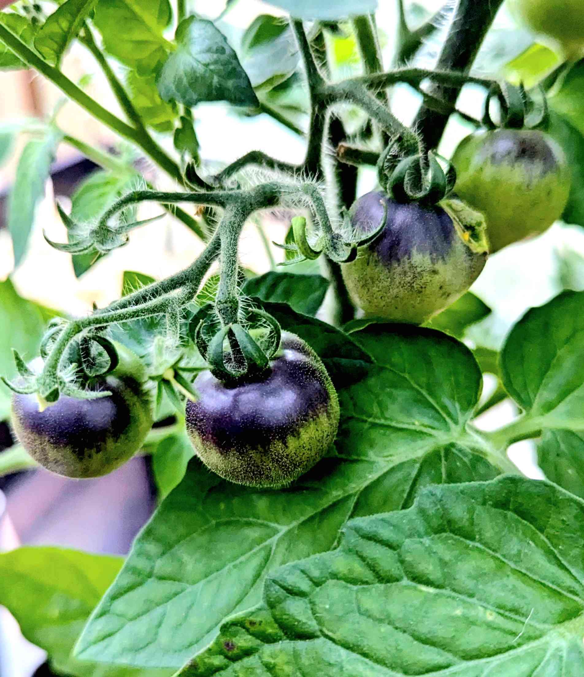 unripe blue zimmer tomato