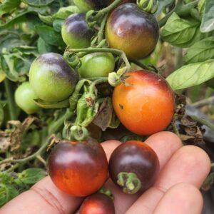 hand holding ripe blue zimmer tomato