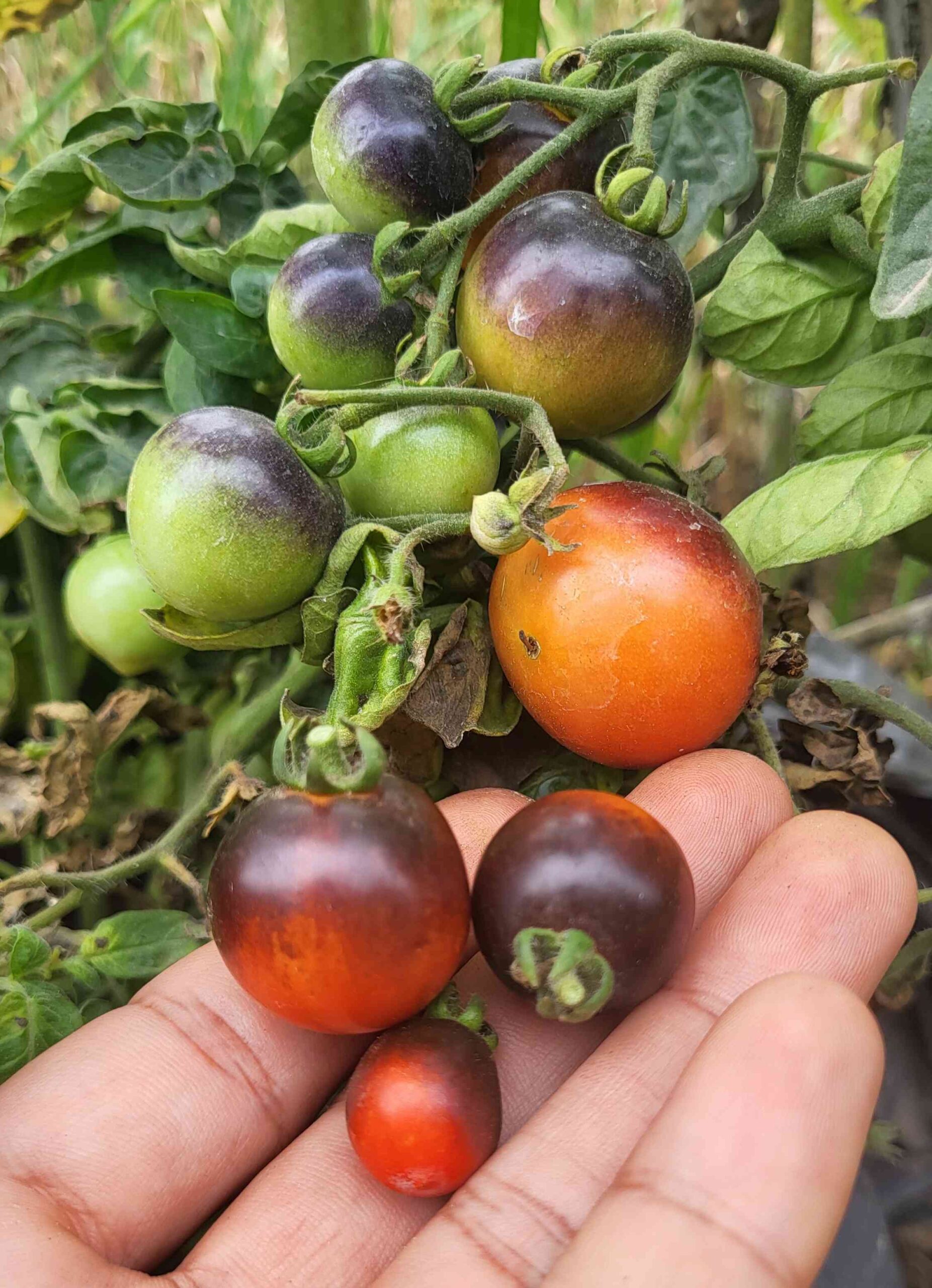 hand holding ripe blue zimmer tomato