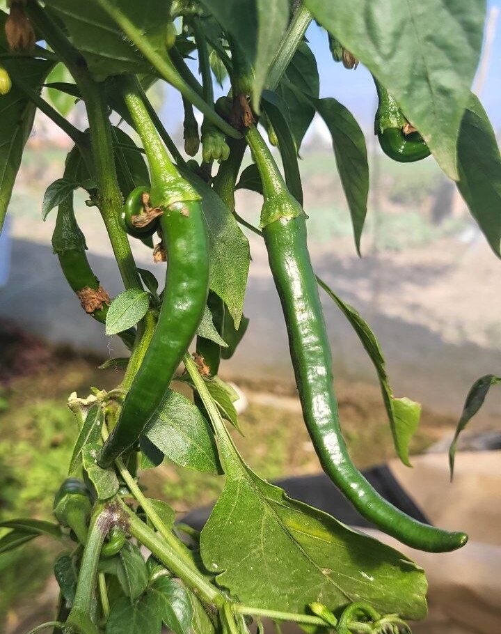 Byadgi Chilli - Image 3