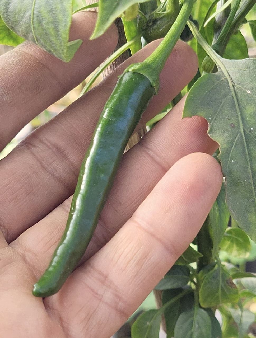 Byadgi Chilli - Image 2