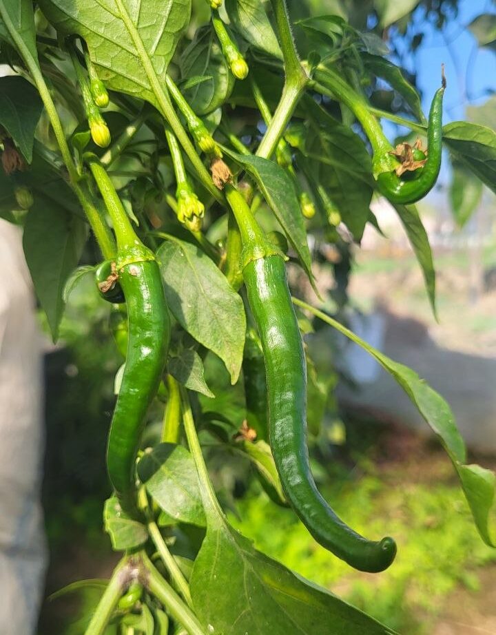 Byadgi Chilli