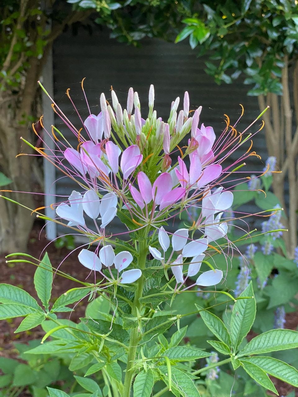 Cleome Mix