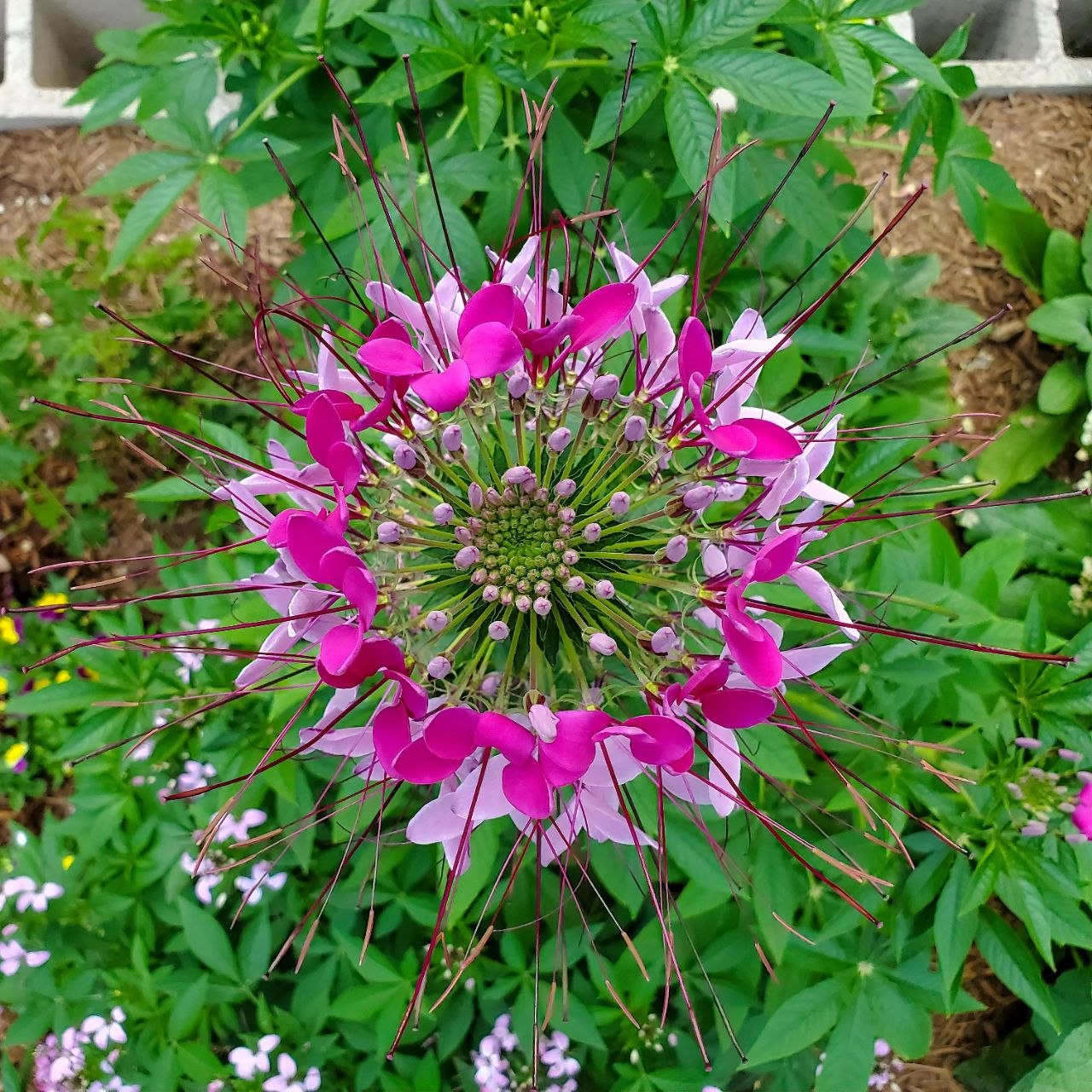 Cleome Mix - Image 2