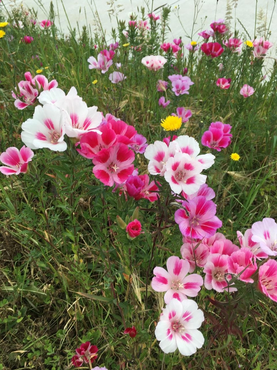Godetia Mix