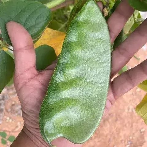 Elephant Ear Green Bean