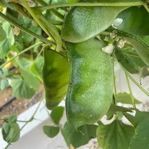 Elephant Ear Green Bean - Image 2