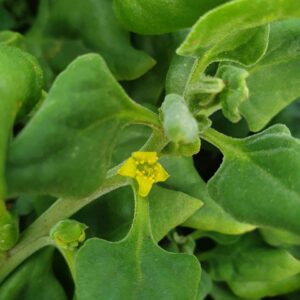 new zeland spinach closeup photo with flower