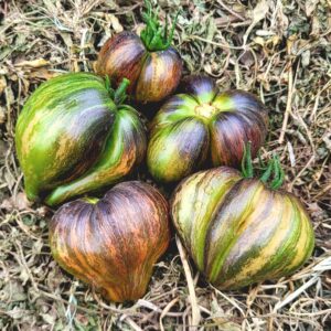 rebel starfighter tomato harvested from our farm