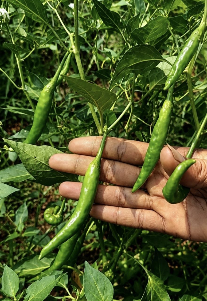 Samba Chilli