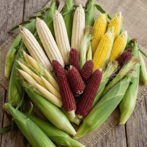 Corn Pack