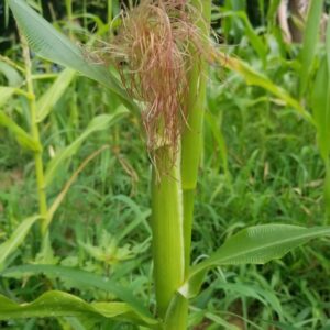baby corn ready to harvest