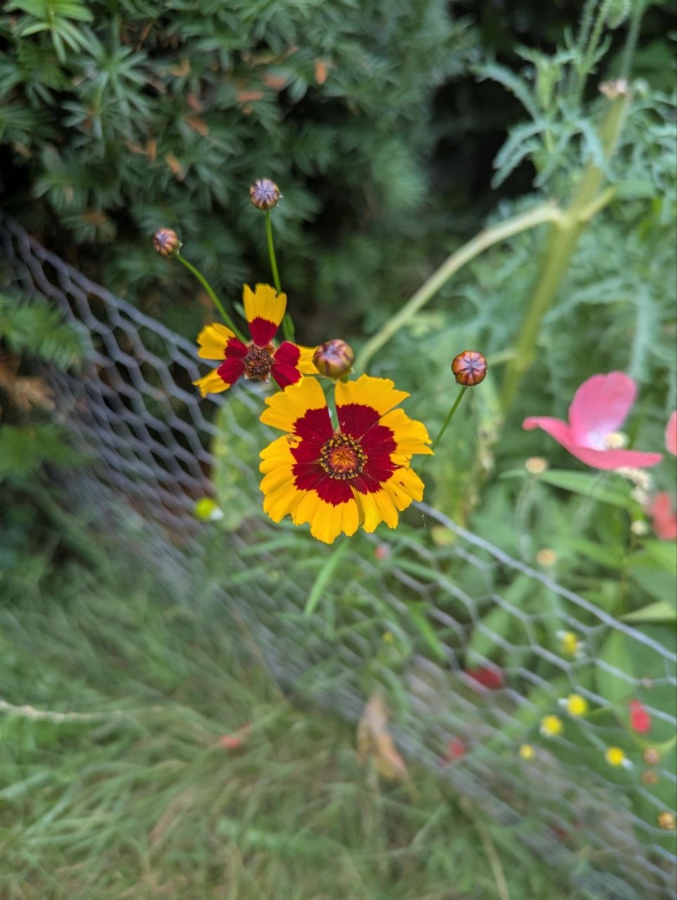 Coreopsis Yellow - Image 2