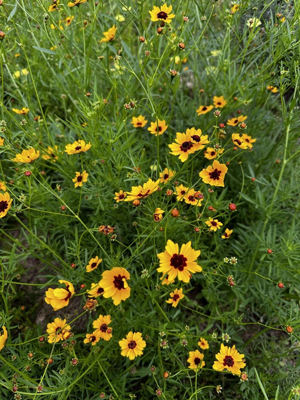 Coreopsis Yellow - Image 3