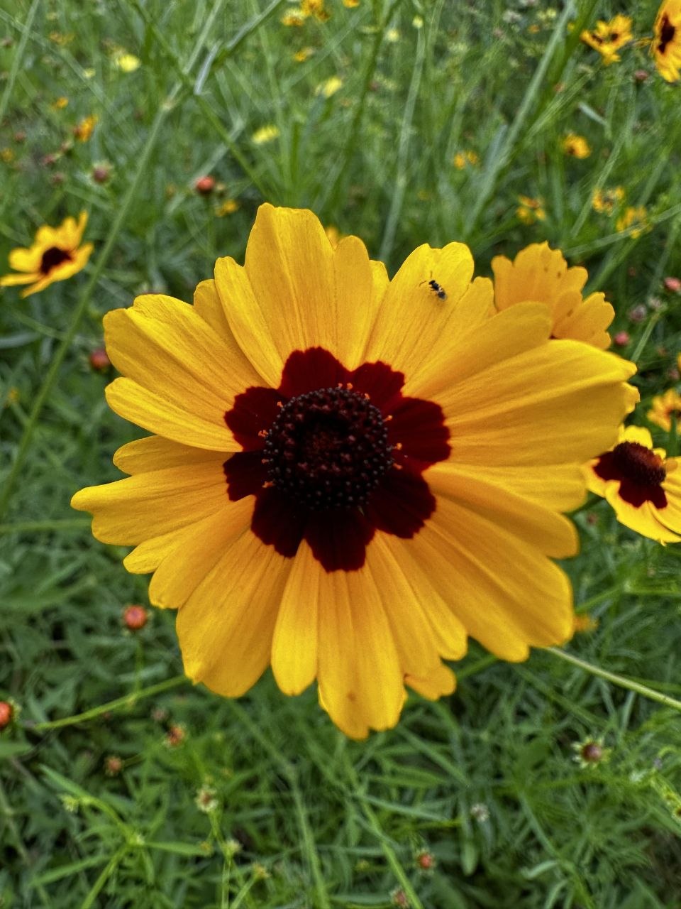 Coreopsis Yellow