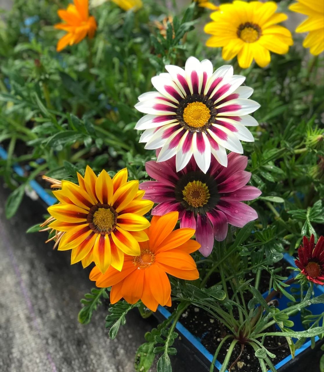 Gazania Sunshine Mix