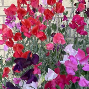 sweet pea mix flowers
