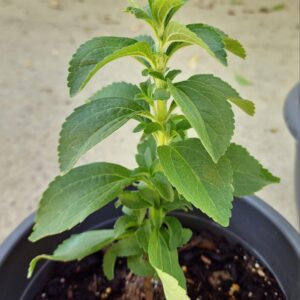 Stevia plant growing in a small pot