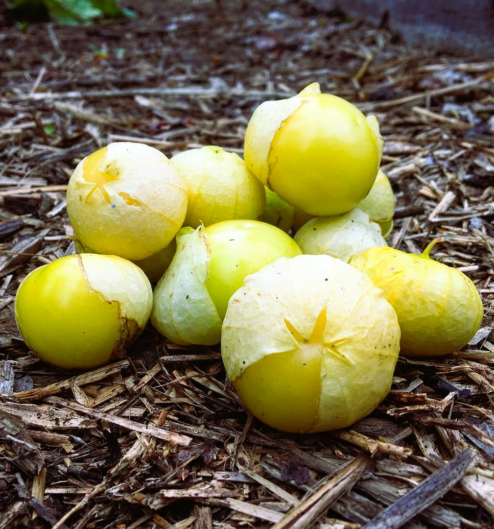 Amarylla Tomatillo