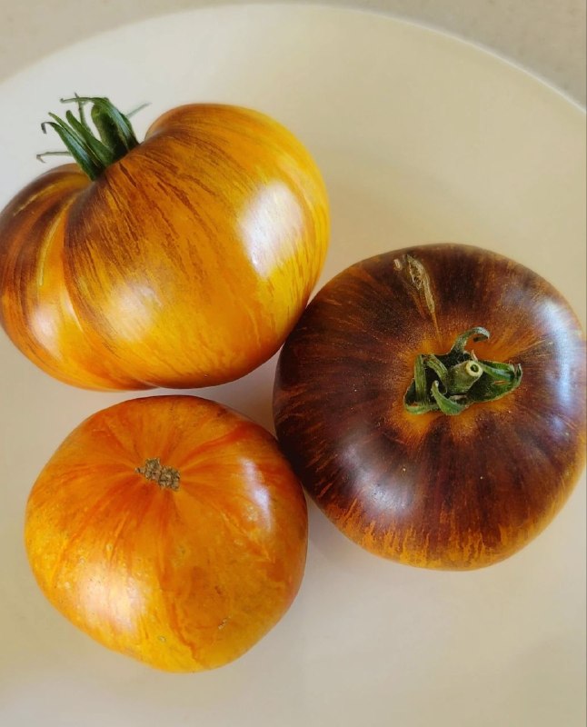 Alice's Dream Tomato