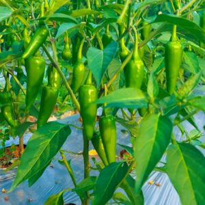 bullet chilli plants with loaded with green chillies outdoors