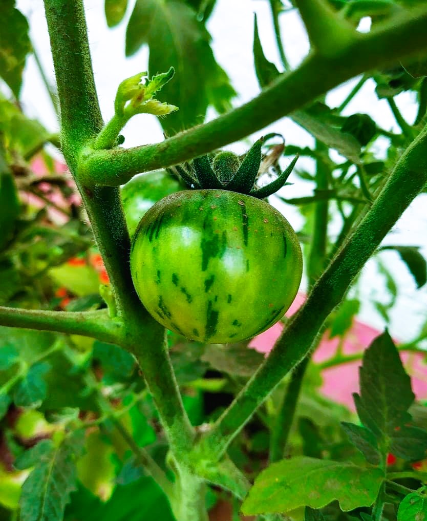 Green Vernissage Tomato