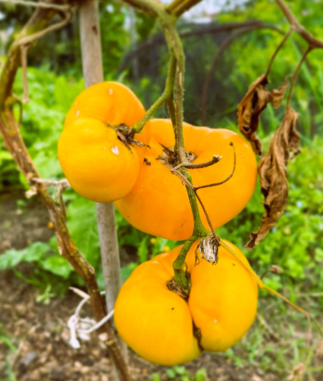 Yellow Brandywine Tomato - Image 2
