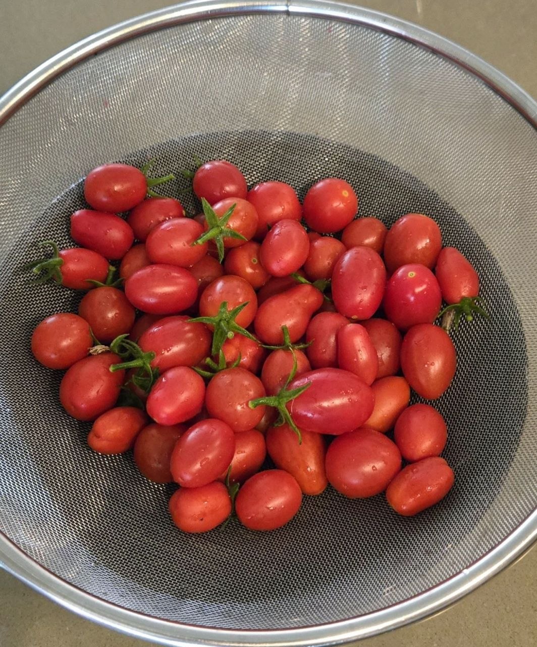 red grape tomatoes harvested