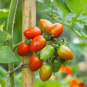 red grape tomatoes hanging on plant with stakes