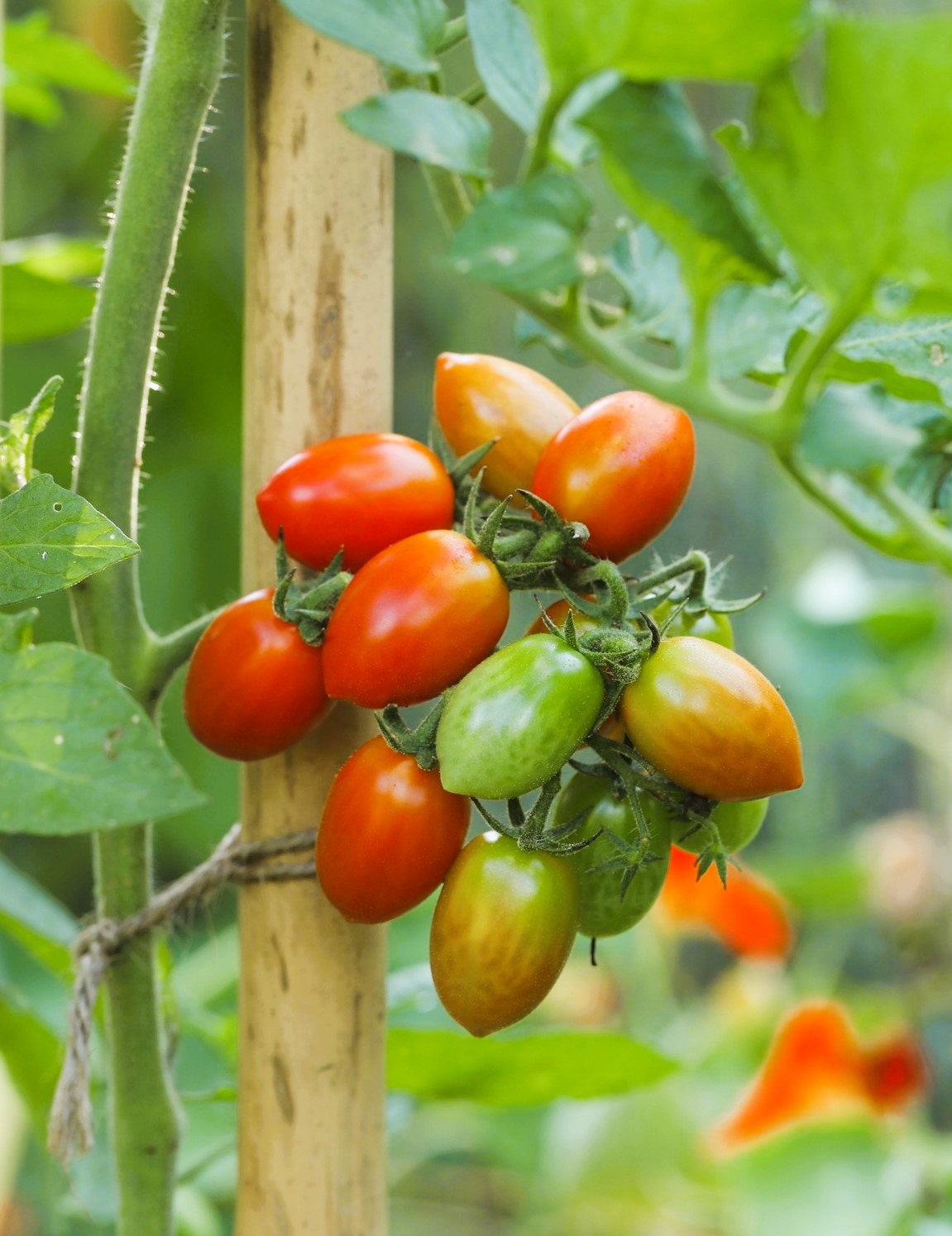 red grape tomatoes hanging on plant with stakes
