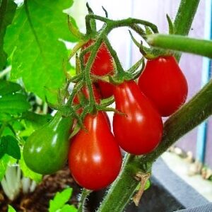 red pear tomato grown in a pot