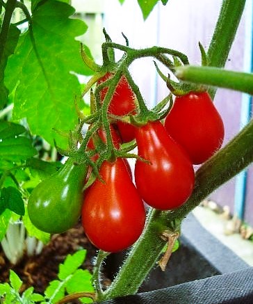 red pear tomato grown in a pot