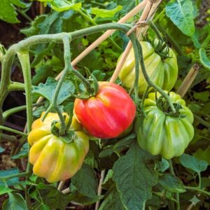 red stuffer tomato hanging on a plant